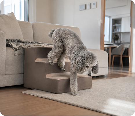 Poodle walking down steps